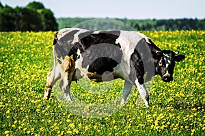 Cow on flower meadow. photo